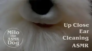 ASMR Up Close Ear to Ear Cleaning and Brain Massage (No Talking)
