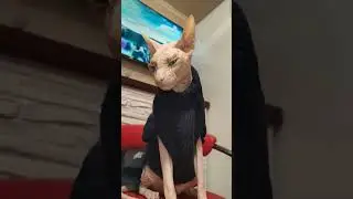 Ну что за чикса #antifragile #kpop #cat #lesserafim #видосыоткота #lesserafim #красиваякошка #sphynx