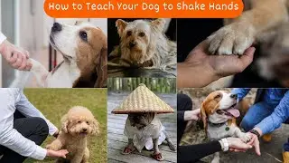 How to Teach Your Dog to Shake Hand | V93 | Dogs | Dog | Cute Dogs | Puppy | Dog's Training