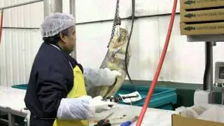 Fortune Fish MASTER