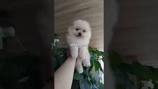 #животные #spits #шпиц #spitz #померанский #померанскийщпиц #щенок #мишка #шпицуля