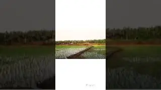 shorts #paddy #paddyfields