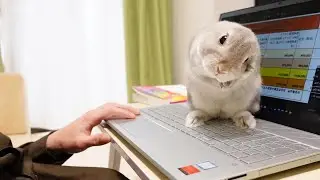 うさぎさんと同棲していると在宅ワーク中はこういうことになります。