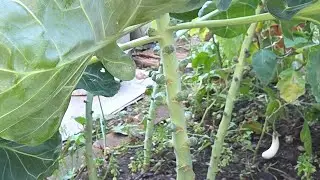 How To Protect Brussel Sprouts Plants From Frost // Marie's 716 garden vlog 