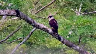 HALC&Oacute;N REIDOR, Las M&Aacute;S BELLAS AVES DE COSTA RICA