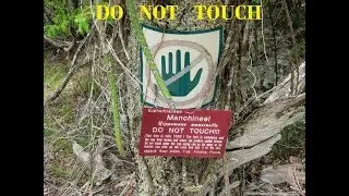 TOP TEN 10 POISONOUS  TREES  IN THE WORLD