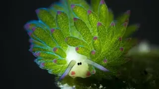Facts: The Leaf Sheep