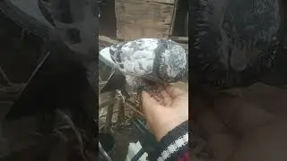 kobotor @shot#volag@like#subcrobe@and@vairal#video#pegone#video