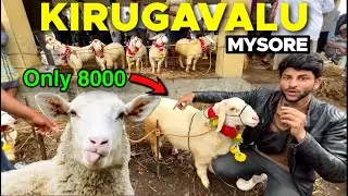 Mysore Kirugavalu Sheep Maket Full Details Bakrid 2025😍🐑