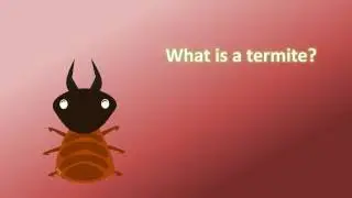 What is a termite ?