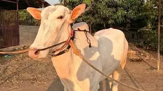 राज मळगे यांची मुलाखत  / khillar cow दावण