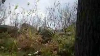 Diving Mink finally caught a fish