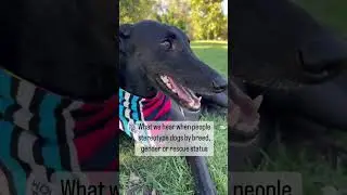 Just a load of rubbish really #stereotypes #dog #greyhound #rescuedog #funnydog #rescuegreyhound