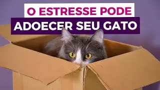 Coisas que Estressam os Gatos &ndash; Dicas da Vet: Entenda e Previna #gato #pet