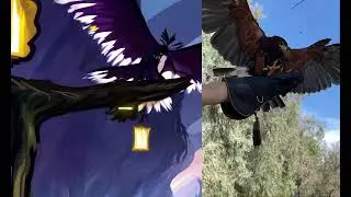 AI on existing Hawk Flight Video