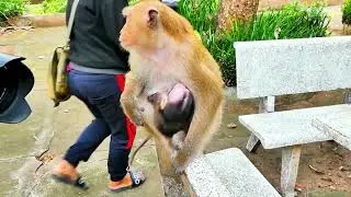 Mother Monkey on High Alert to Shield Her Baby from Harm