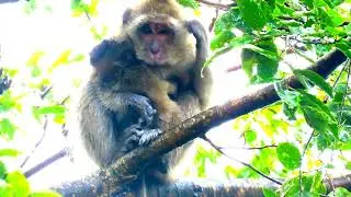 OMG Pity monkey Vigo So Cool in The Raining