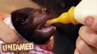 5 Cutest Australian Animals! ❤️ Untamed Compilation