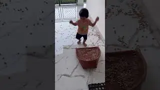 Messing up with Beans. This is how I play #shorts #mystyle #play #masti #kidneybeans #mess #innocent