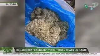Xonadonida “kannabis“ yetishtirgan shaxs ushlandi