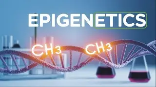 Biology Crash Course for Bioinformatics Part 4 : DNA Methylation and Epigenetics