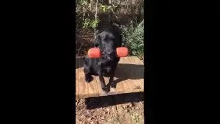Rudy & Crew Force Fetch Training Session