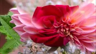 Maria Dolores (Remembrances)