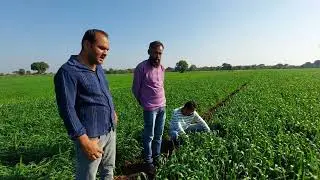 HI 1683 और PBW 906 गेहूं किस्म #गेहूं_की_खेती #गेहूं_की_किस्म 
