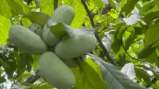 American Asian Backyard Have so Many Pawpaw fruits, August 02, 2025