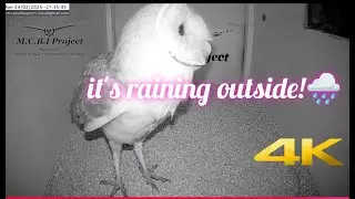 Rainy night Male Barn Owl offers nest to female  |MCBI Project |UNIN - Univeristy of Nature 4K