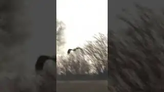 Nature Resistance Therapy: Rabbit Fight Back Against Eagle #shorts #nature  #rabbit #eagle #therapy