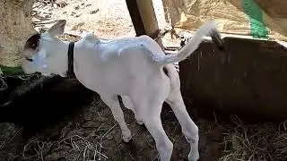 Ongole breed male calf (Artificial insemination)