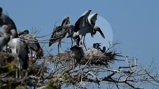 Exploring a Tranquil Bird Sanctuary  🦚Healing Inner Peace  🥰Release Stress, Relaxing Music 0066