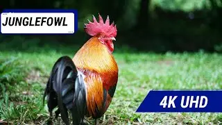 Discover the Majestic Jungle Fowl in Stunning 4K. #junglefowl #birdsong #howtoacademy #4kvideo