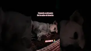 Yo haci&eacute;ndome el dormido #viralnews #humor #videoshort #shorts #viralvideo