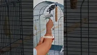 Come Addestrare Una Cocorita A Salire Sul Dito #cocorite #uccelli  #animalifacili