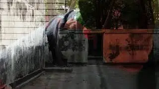 Collapse