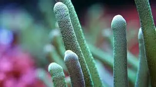 Artur Tokajuk, Reef Tank 400l Update