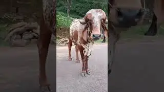 Handsome bull #zebu #broadforehead #ears #cowgoa #коровыгоа #зебу #бык #широкийлоб #вмиреживотных