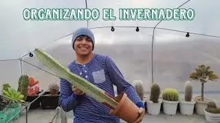 Las suculentas m&aacute;s altas: Empezando a organizar el invernadero | Cattu! 