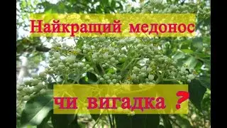 Цінний медонос. Еводія Даніеля, медове дерево. Tetradium daniellii. Як підготувати до зимівлі ?