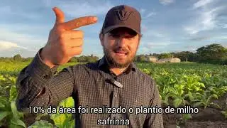 ROTAÇÃO DE CULTURA NO TABACO 