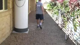 Termite detection dog