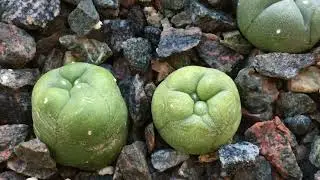 1 YEAR and 8 Months old seedlings update. Various Ariocarpus, Lophophora and Astrophytum
