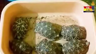 Malkajgiri Mein 64 Lakh Ki Keemat Ke Tortoises Ki Smuggling 2 Log Giraftaar