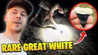 Searching Months for One Great White Shark Tooth!