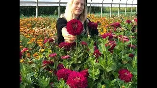 The Glorious Benary's Wine Zinnia
