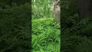 Ferns forest