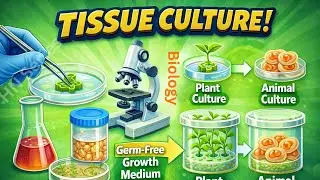 Define Tissue Culture and Explain its Procedure.