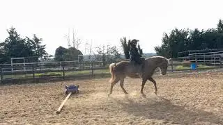 How To Improve Saddle Gait- Rocky Mountain Horse - Lovey - - Gaited Horse Training